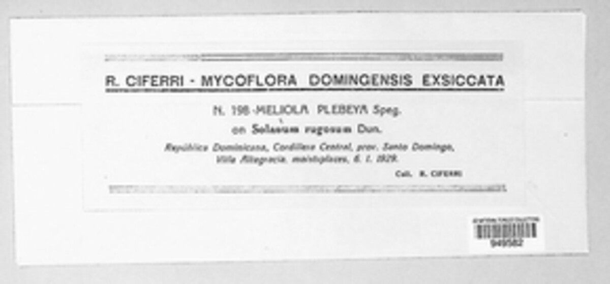 Asteridiella plebeja image